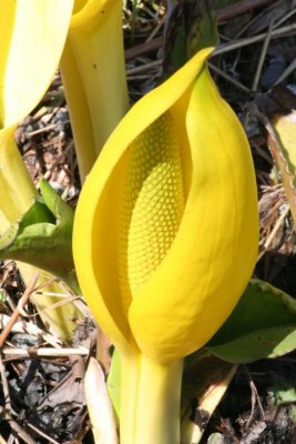 Skunk Cabbage