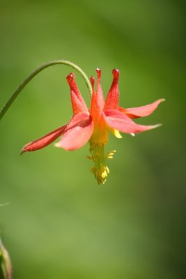 Wild Columbine
