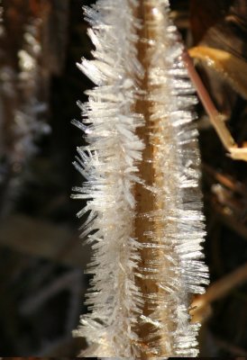 Straw