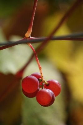 Last Grapes of Fall