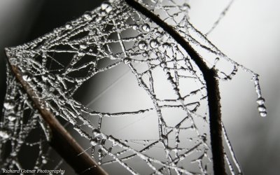 Frozen Dew on Web