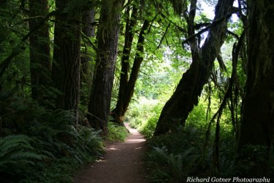 The Path