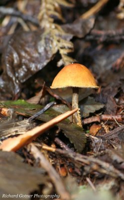 Golden Parasol