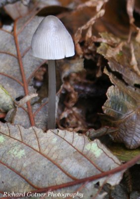 Leaf Eater