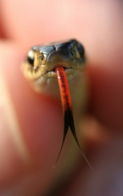 Sssssssnake