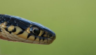 SnakeEye