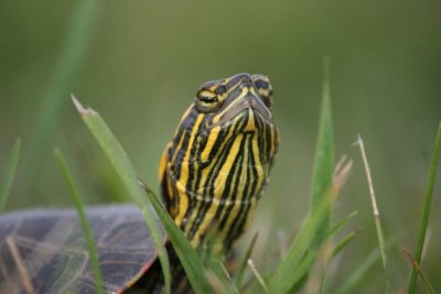 Turtle