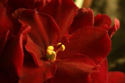 Red African Violet
