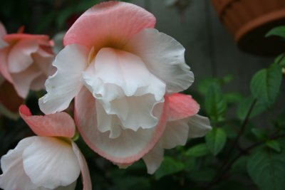 My most fragrant Begonia