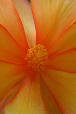 Heart of a Begonia