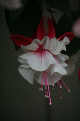 Fuscia