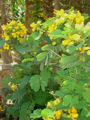 Tuinexpo in Giza, de Gele acasia