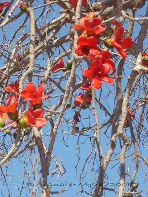 Egypte el Quanater park