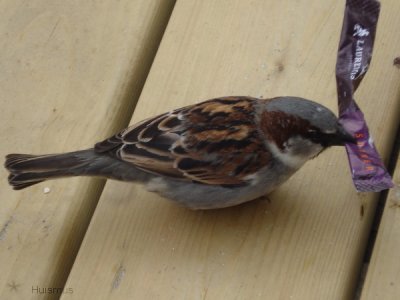 Vogels in Nederland