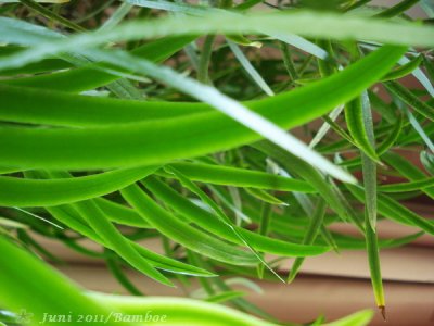 bamboe2011.jpg