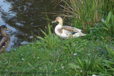 Langs het water