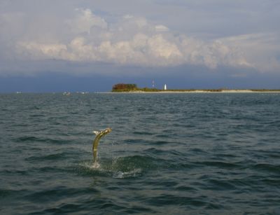 duane 160lb tarpon jumping 2 06-05-04.jpg