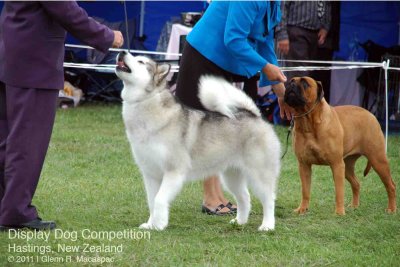 Display Dog Competition