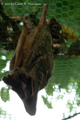 Flying lemur