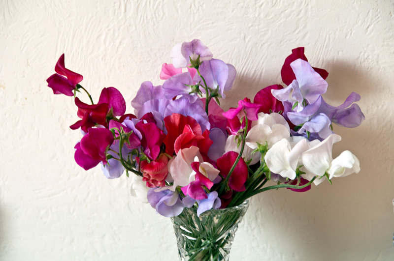 Sweet peas from the garden 