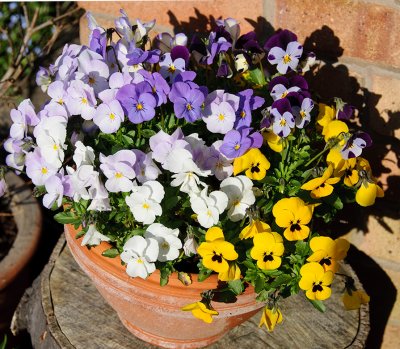 Pansies in the garden