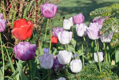 Tulips in the garden 
