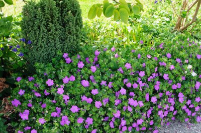 Flowers in the front garden  