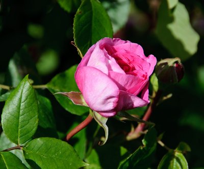 Rose in the front garden  