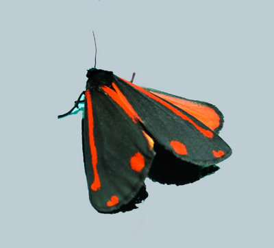 Cinnabar Moth  