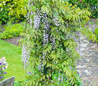 Wisteria  