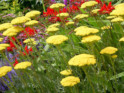 Flowers at St John's College Cambridge