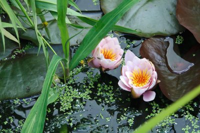 Pond lillies  