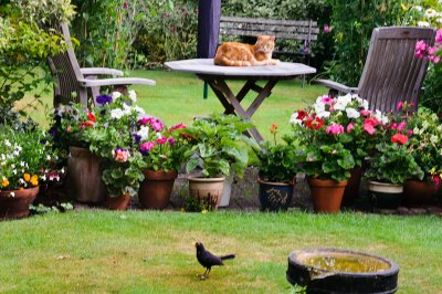 Monty and the cheeky blackbird