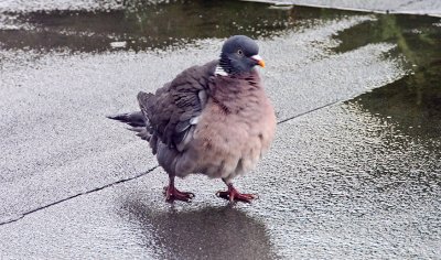 Fluffed up against the cold  