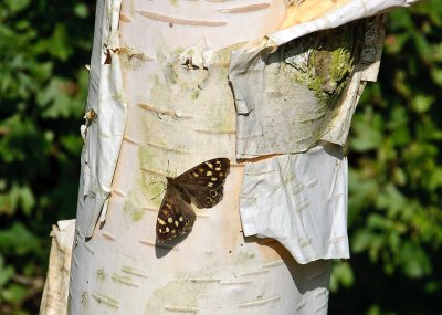 Speckled Wood butterfly     