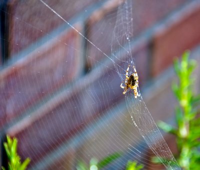 Spider in his web   