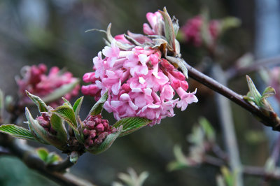  Viburnum bodnantense in the garden