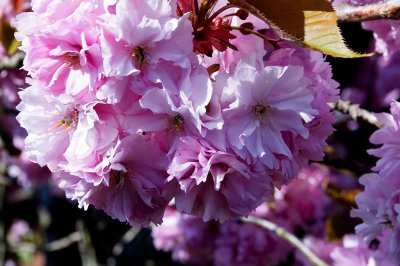 Blossom in the garden      