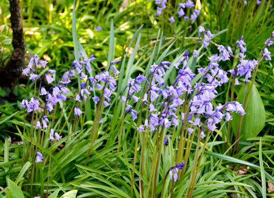 Bluebells in the garden  