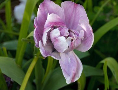 Tulip in the garden     