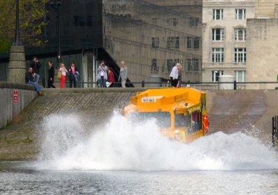 Duck enters the water
