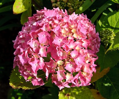 Hydrangea