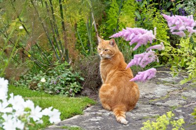 Monty in the garden   