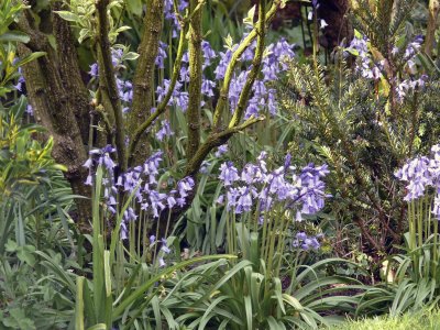 Bluebells in the garden