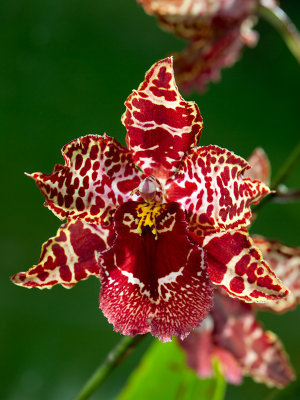 Cambria orchid