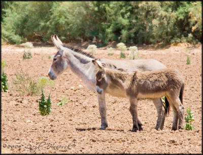 wild burros