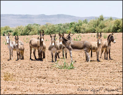 wild burros