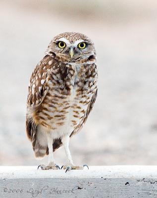 Kofa Owl