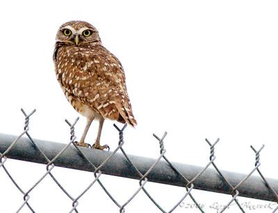 burrowing owl