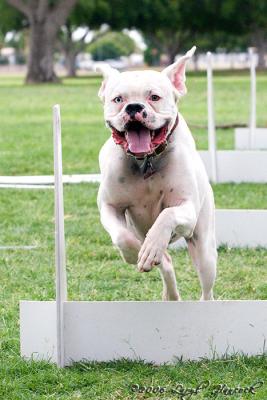 Flyball Flying